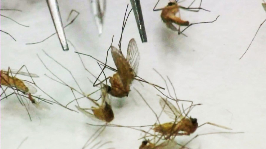 filephoto Mosquitoes Mosquito West Nile Virus