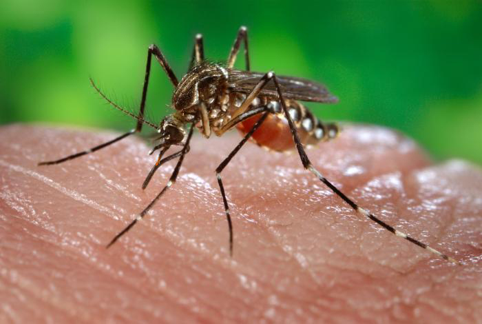 A yellow fever mosquito, Aedes aegypti, is shown in a file photo. (Credit: CDC)