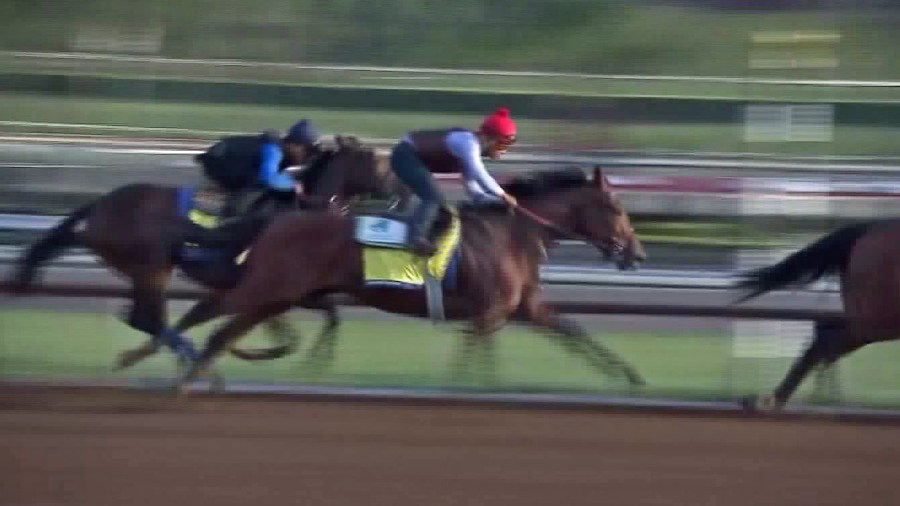 American Pharoah runs at Santa Anita Park on Oct. 20, 2015. (Credit: KTLA)