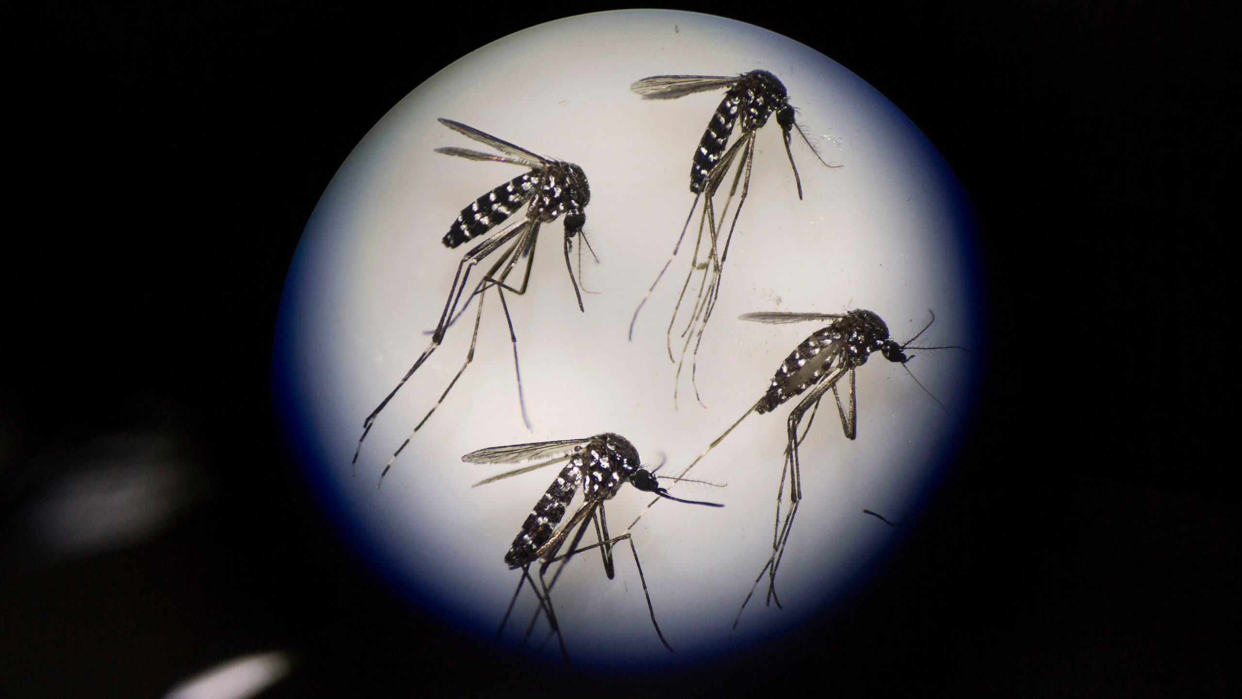 Adult female mosquitoes to be used in Zika virus research are seen under a microscope at the Sun Yat-Sen University-Michigan University Joint Center of Vector Control for Tropical Disease on June 21, 2016, in Guangzhou, China. (Credit: Kevin Frayer/Getty Images)