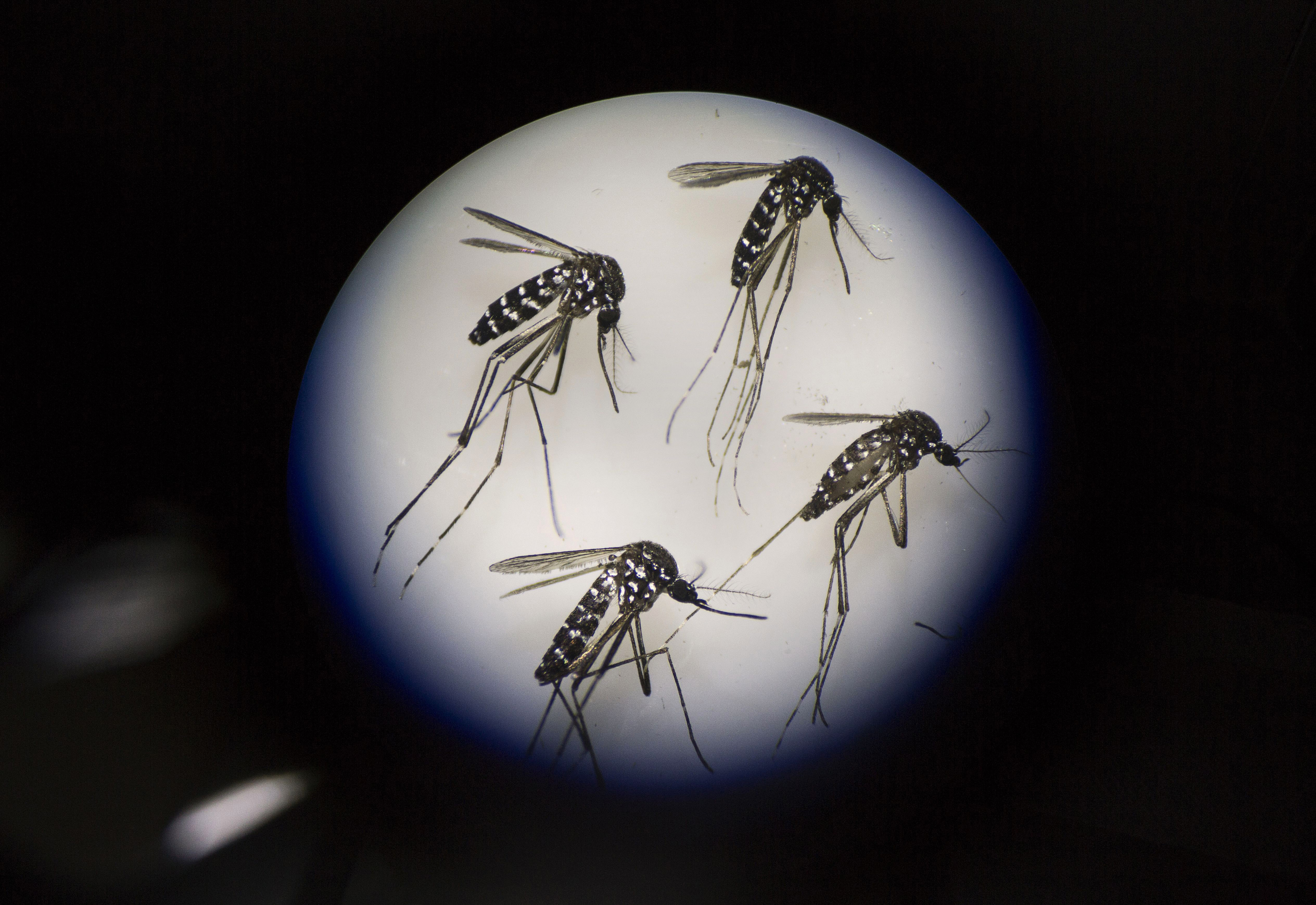 Adult female mosquitoes to be used in Zika virus research are seen under a microscope at the Sun Yat-Sen University-Michigan University Joint Center of Vector Control for Tropical Disease on June 21, 2016, in Guangzhou, China. (Credit: Kevin Frayer/Getty Images)