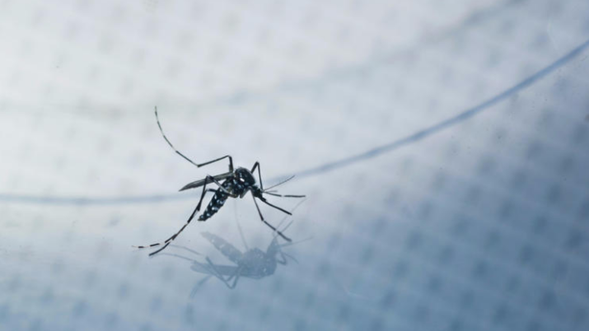 An adult Aedes albopictus, also known as the Asian tiger mosquito, is caught for a test sample in a Silver Lake backyard. (Credit: Marcus Yam / Los Angeles Times)