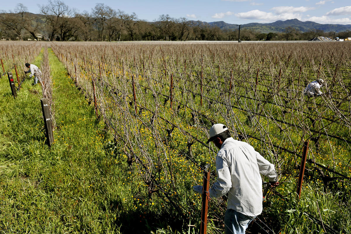 Workers prune grapevines in San Joaquin County. (Credit: Gary Coronado / Los Angeles Times)