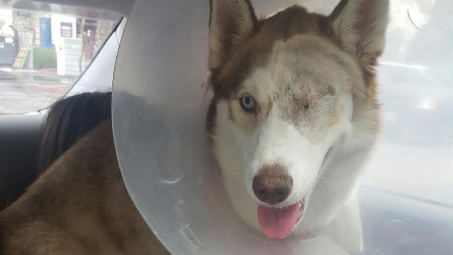 One of the huskies is seen in a picture posted on a GoFundMe page.