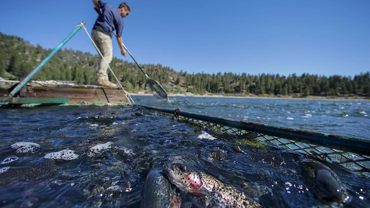 A man plants trout in Big Bear Lake in an undated photo. Big Bear Lake currently stocks trout from a Fish and Wildlife hatchery in Northern California. (Irfan Khan / Los Angeles Times)