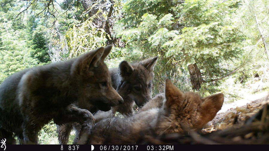 A remote U.S. Forest Service trail camera captured three gray wolf pups playing in Lassen County in 2017.