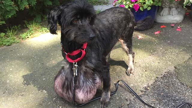 Oreo is seen in an image posted to the Poodle Rescue Connecticut, Inc. Facebook page.