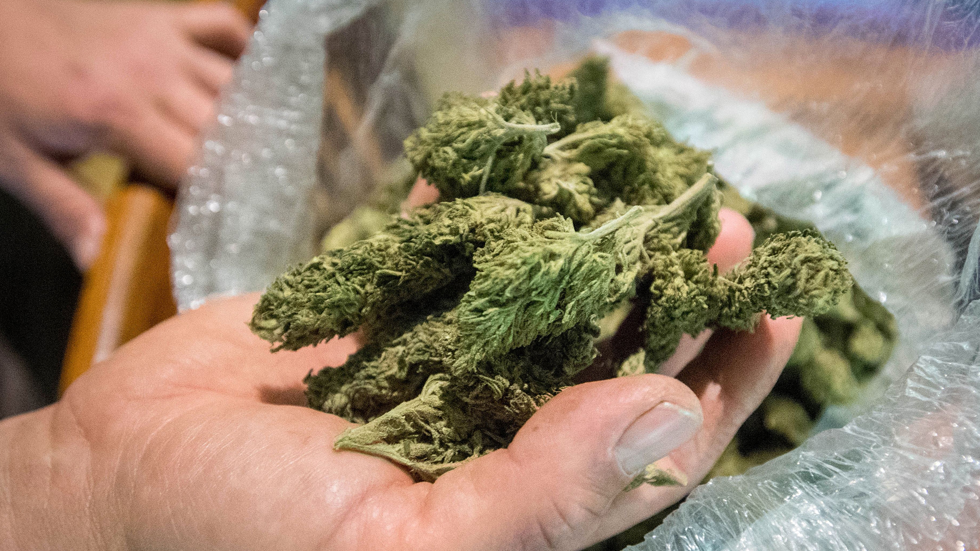 Marijuana grown on a plantation in Mendocino County is shown on April 19, 2017. (Credit: Josh Edelson/AFP/Getty Images)