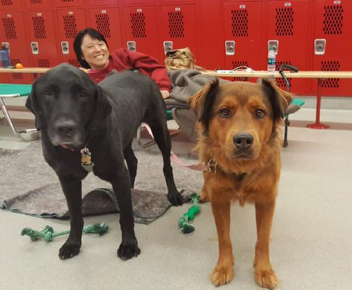 Shuichi Shimokawa, Cocoa and Ruby at the Corona High School evacuation center on Tuesday, where residents fleeing the Canyon Fire stayed overnight. (Credit: Anh Do / Los Angeles Times)