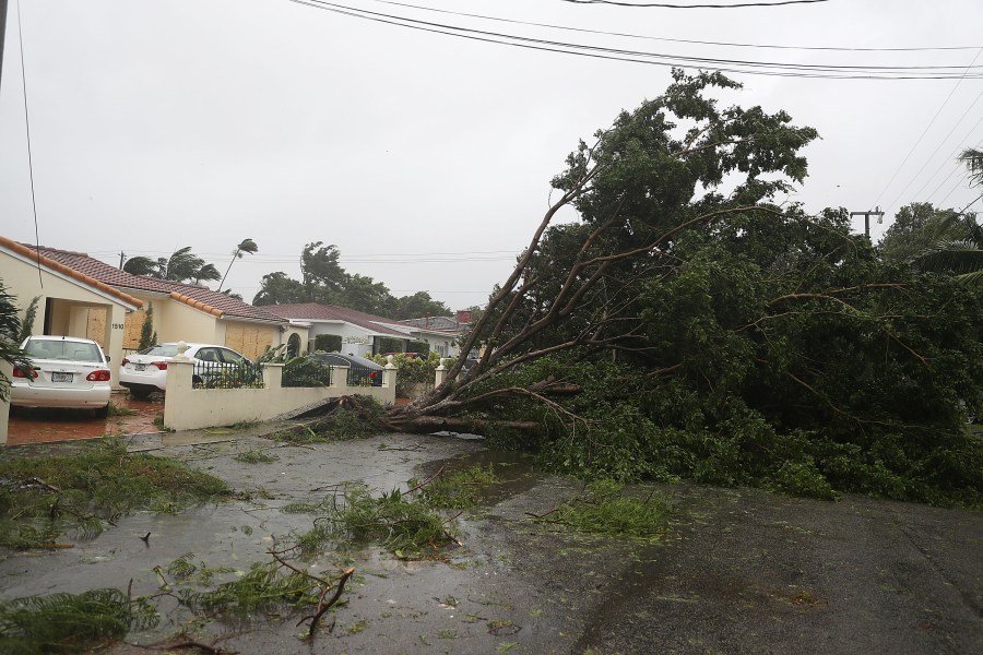 Trees and branches are seen knocked down by high winds of Hurricane Irma on Sept. 10, 2017, in Miami, Florida. (Credit: Joe Raedle/Getty Images)