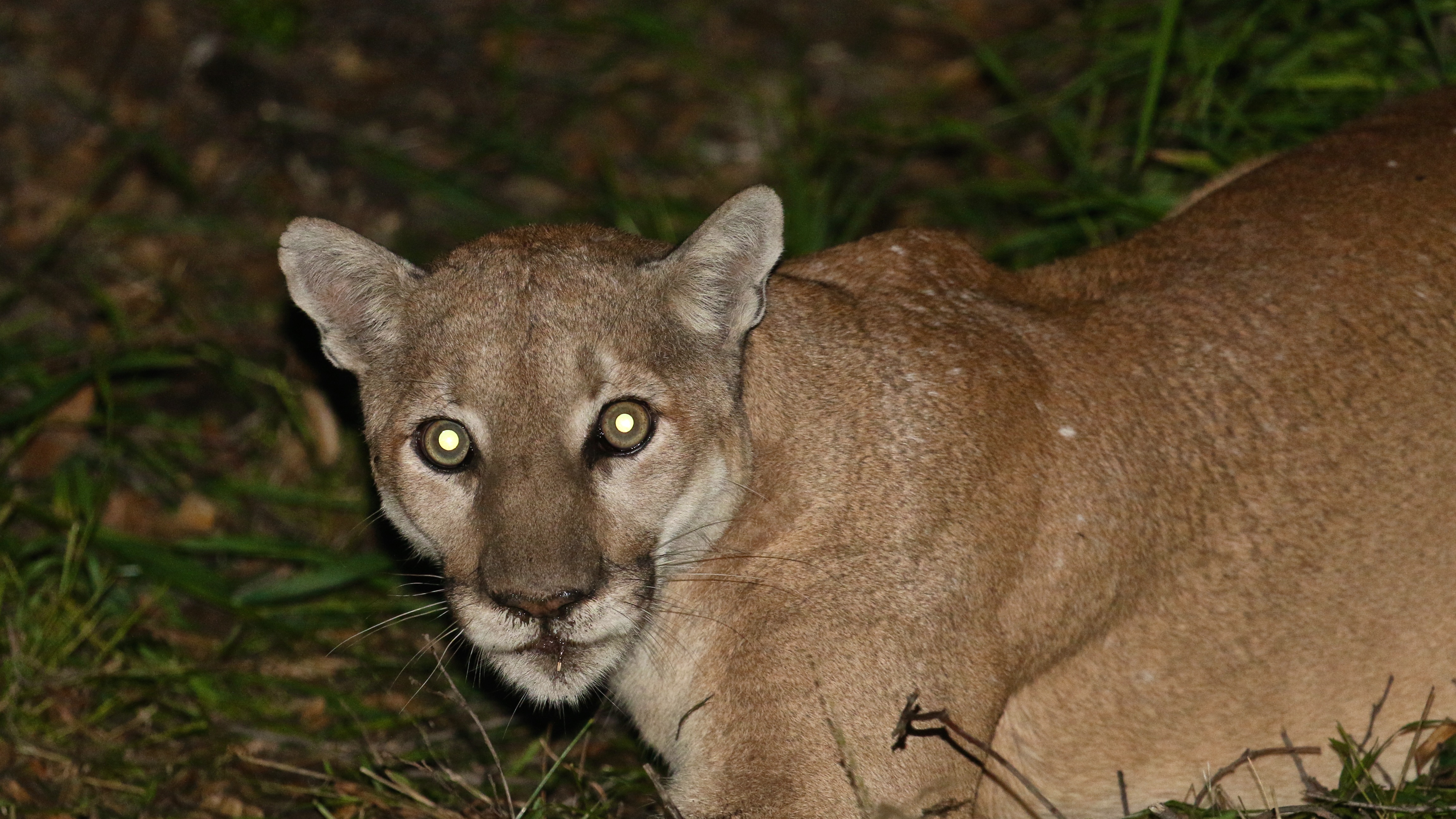 Male mountain lion P-41 is seen in an undated photo provided by the National Park Service on Oct. 5, 2017.