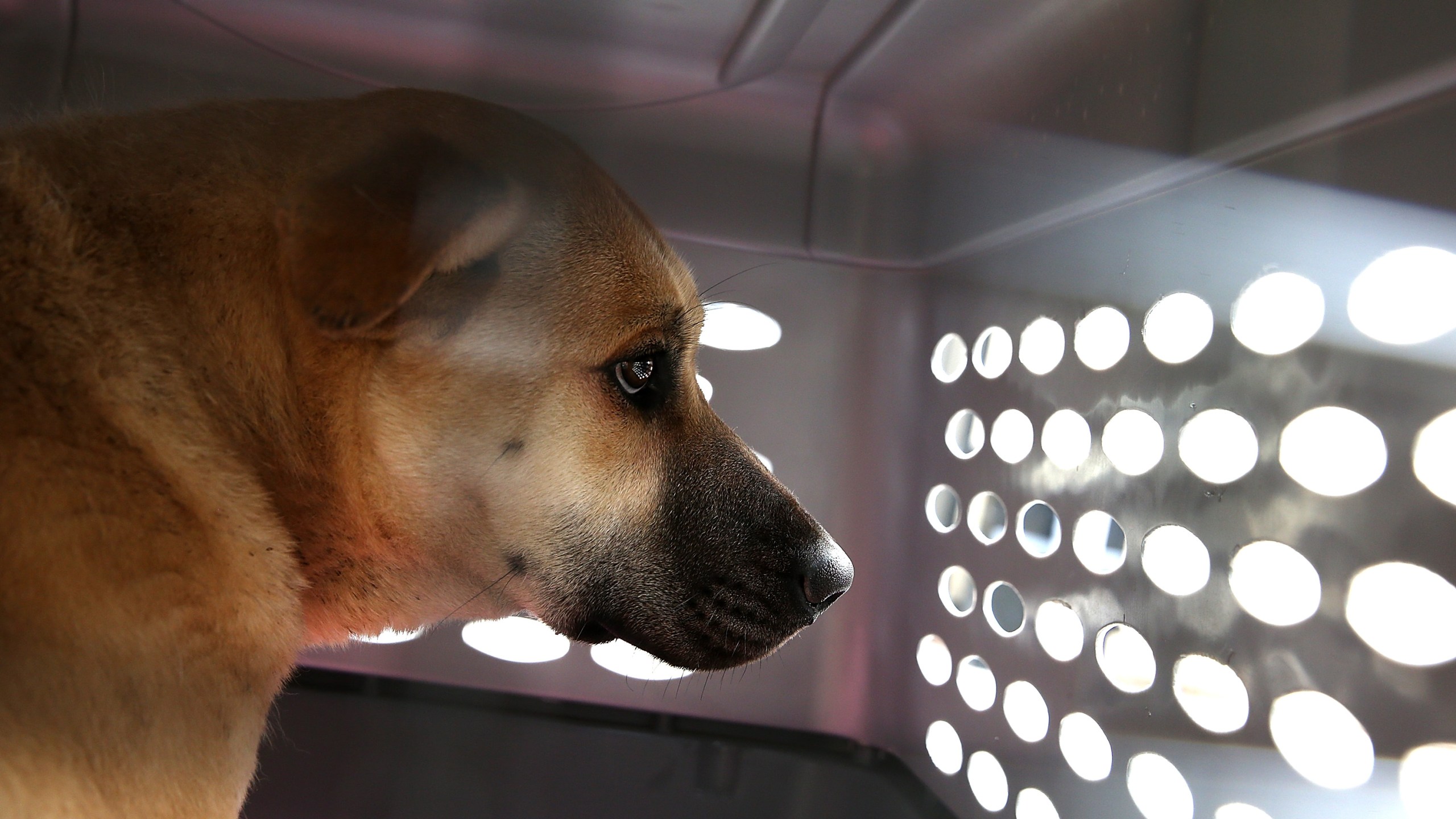 A dog rescued from a South Korean dog meat farm sits in a crate at the San Francisco the San Francisco Society for the Prevention of Cruelty (SPCA) shelter on March 20, 2015. (Credit: Justin Sullivan / Getty Images)