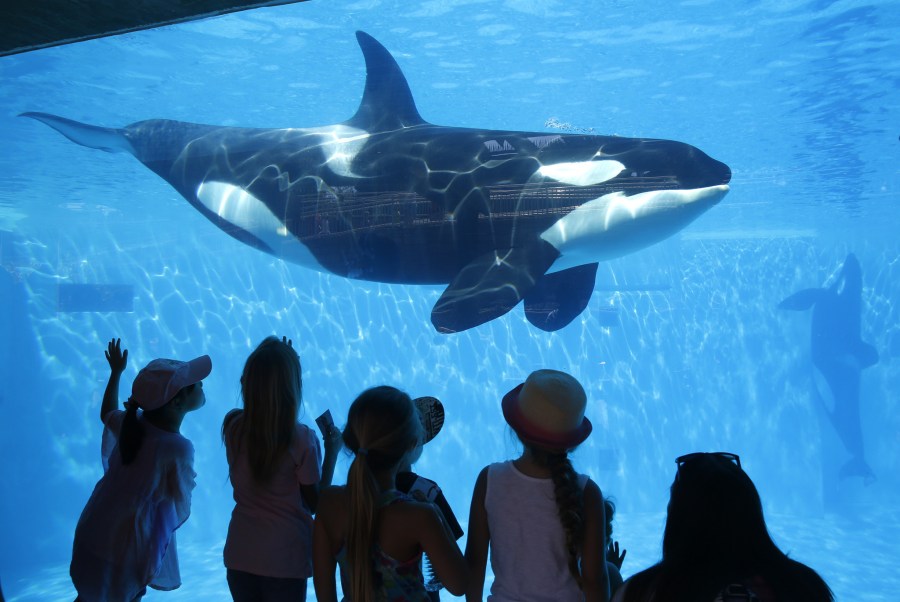 SeaWorld San Diego visitors view an orca whale through a window at the park on Aug 14, 2014. (Credit: Don Bartletti / Los Angeles Times)