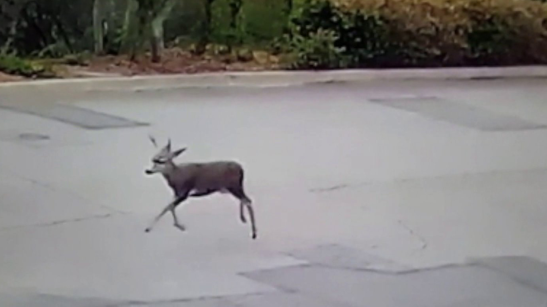 A deer is seen trotting across a roadway where it was shot on Sept. 14, 2017. (Credit: Robyn and Chuck Tapert)