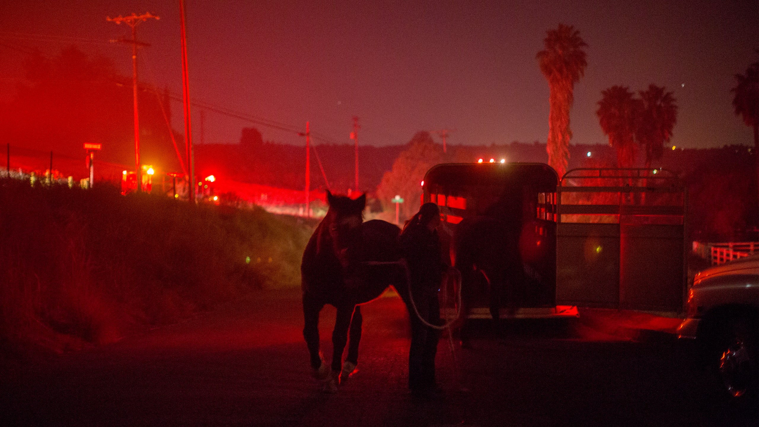 Horses that survived the Lilac Fire in their stalls are loaded onto a trailer in the early morning hours of Dec. 8, 2017, near Bonsall. (Credit: David McNew / Getty Images)