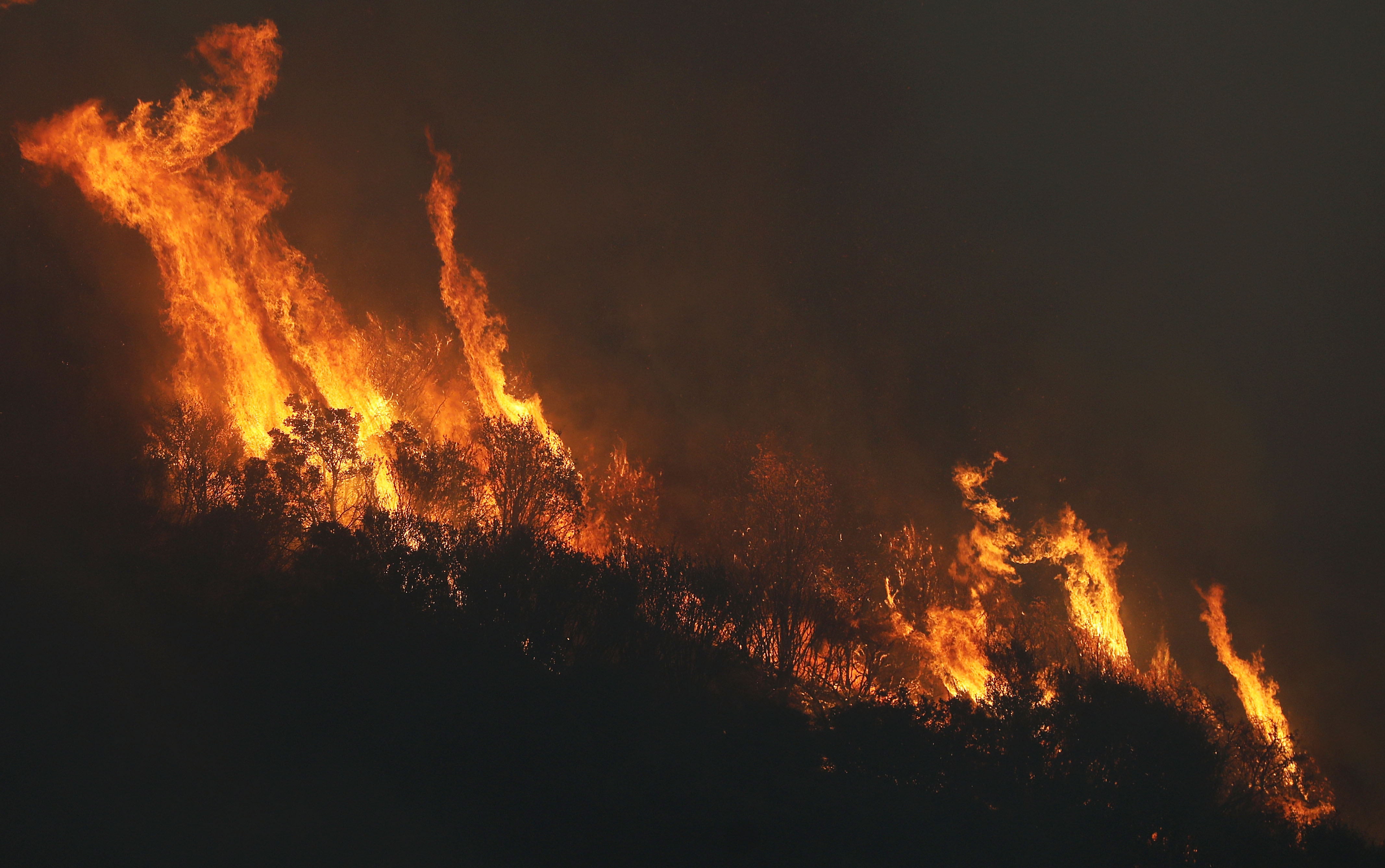 The Thomas Fire burns trees on December 8, 2017 in the Los Padres National Forest. (Credit: Mario Tama/Getty Images)