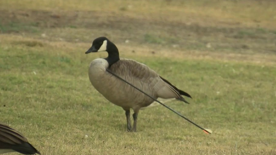 Rescuers tried to nab the goose in order to get the arrow out of its neck on Dec. 19, 2017. Those efforts were unsuccessful, but a day later, the arrow fell from the bird's neck without intervention. (Credit: KTLA)