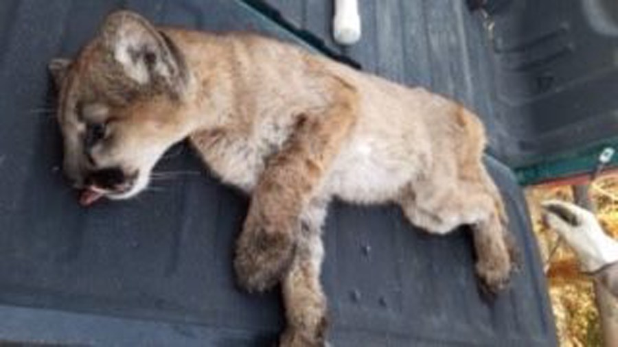 A mountain lion that was found injured in the Thomas Fire burn area was rescued on Dec. 22, 2017. (Courtesy: City of Santa Paula)