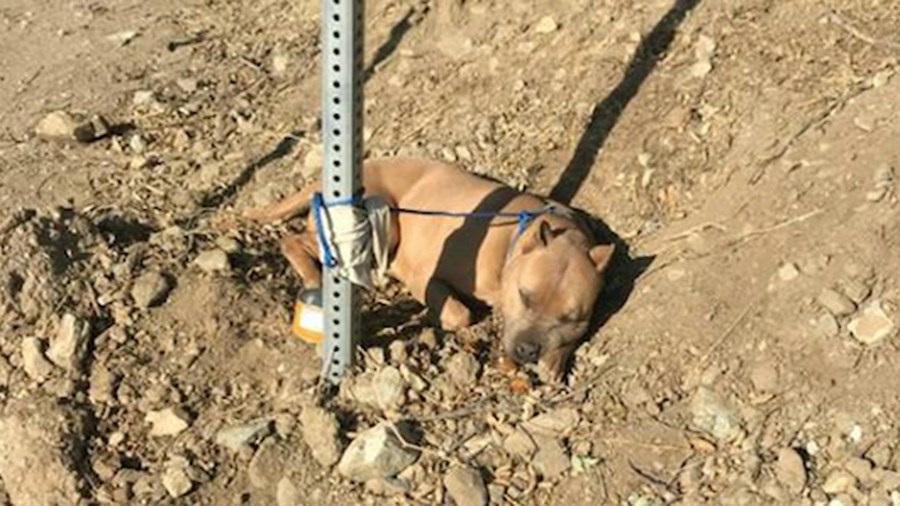 The Inland Valley Humane Society and SPCA released this photo of the dog. (Credit: Kimberly Saxelby)