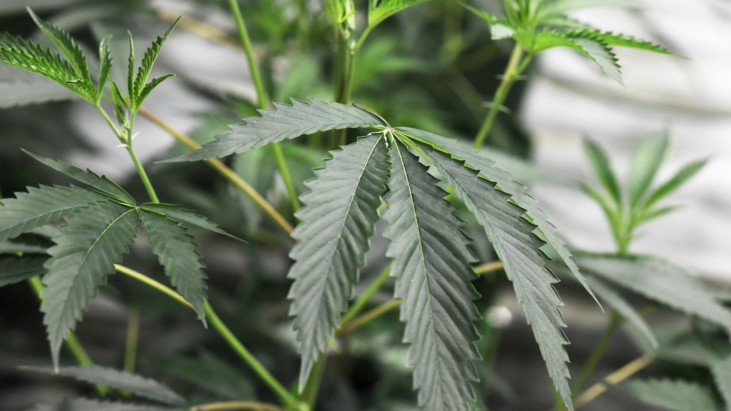 Marijuana plants grow under artificial light at the Green Pearl Organics dispensary in Desert Hot Springs on the first day of legal recreational marijuana sales in California, Jan. 1, 2018. (Credit: Robyn Beck / AFP / Getty Images)