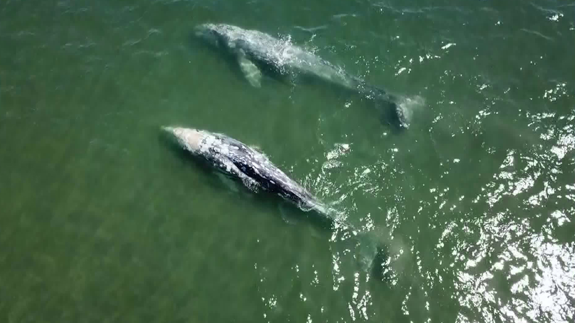 A pair of whales were swimming in the San Gabriel River near the Marina Drive Bridge, off the coast of Seal Beach on March 26, 2018. (Credit: KTLA)