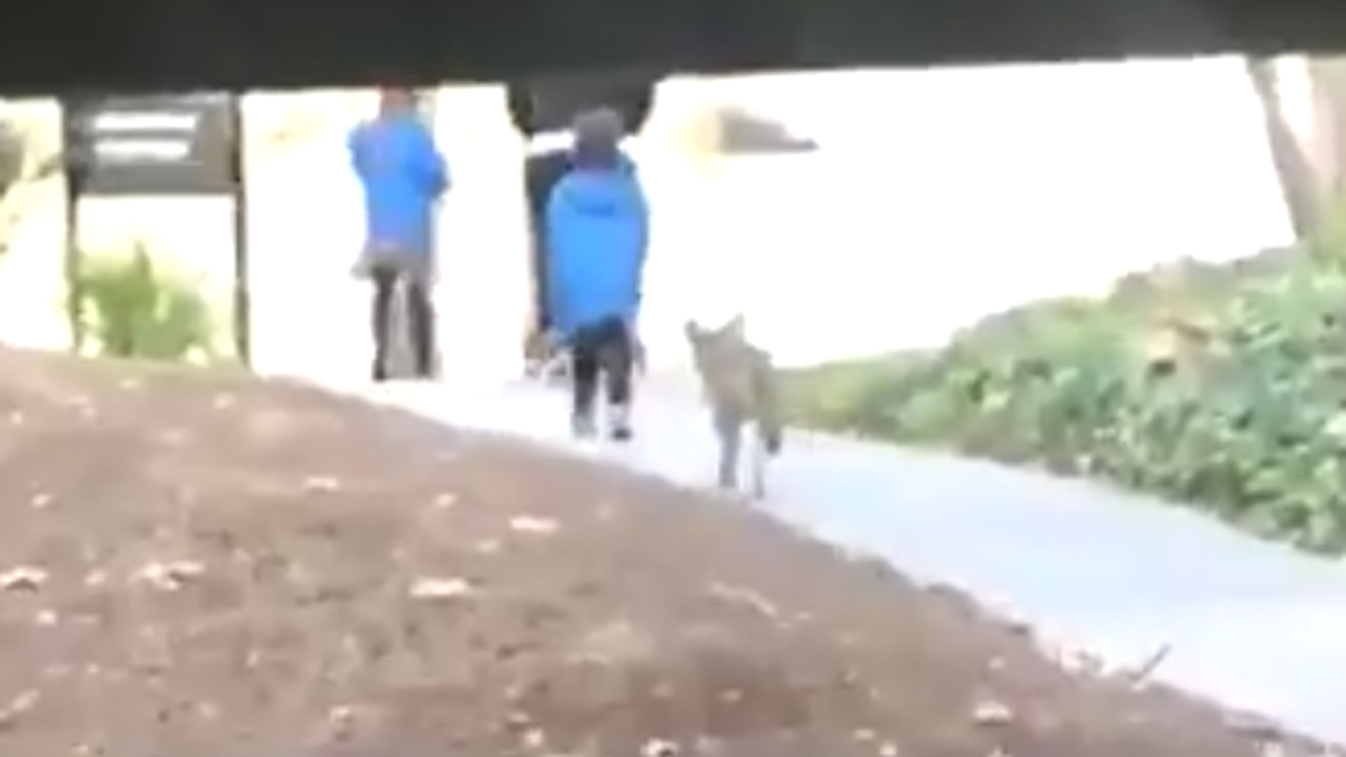 Aldrich Carles captured video of a coyote running up to a boy on the Cal State L.A. campus on March 14, 2018.