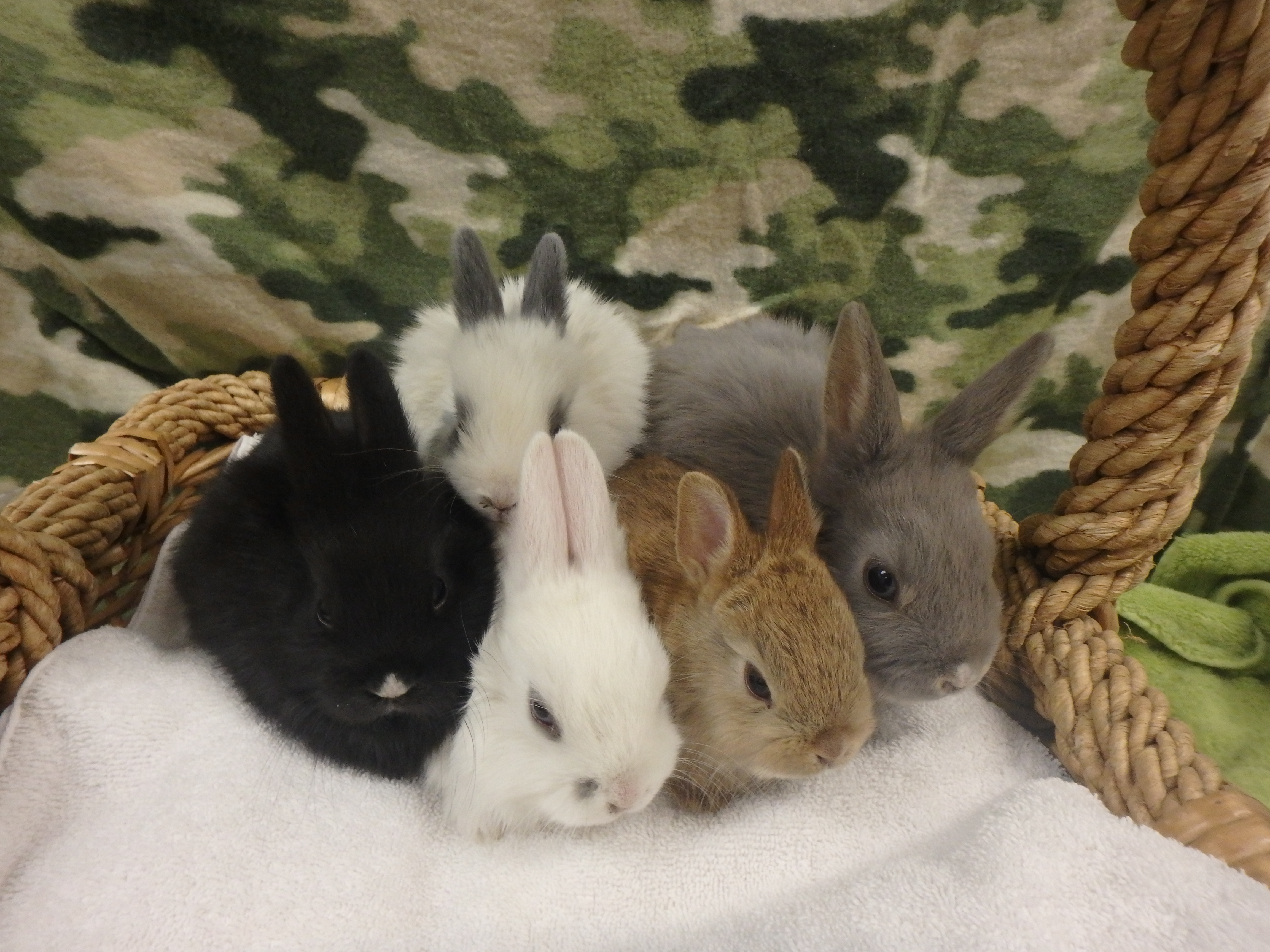 Some of the rabbits up for adoption at Los Angeles city shelters are shown in a photo provided by the Animal Services Department on March 8, 2018.