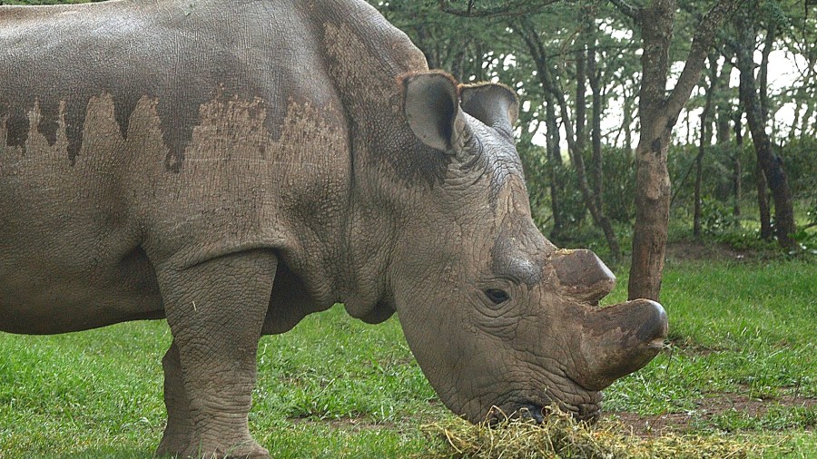 Sudan, the last male northern white rhino on the planet, is seen on May 23, 2015 at the Ol Pejeta sanctuary in Kenya's Mt. Kenya region north of the capital, Nairobi. (Credit: TONY KARUMBA/AFP/Getty Images)