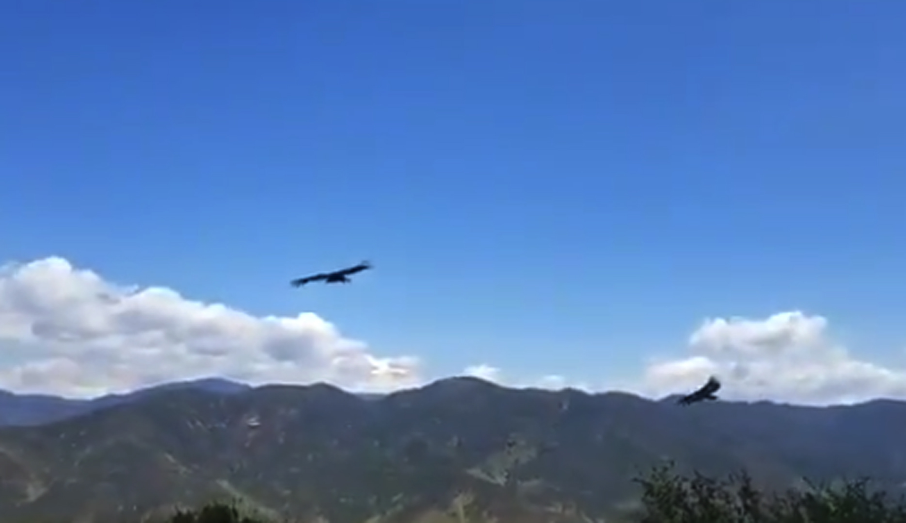 Video shared by the Los Angeles County Sheriff's Department on April 20, 2018 shows a rare California condor sighting.