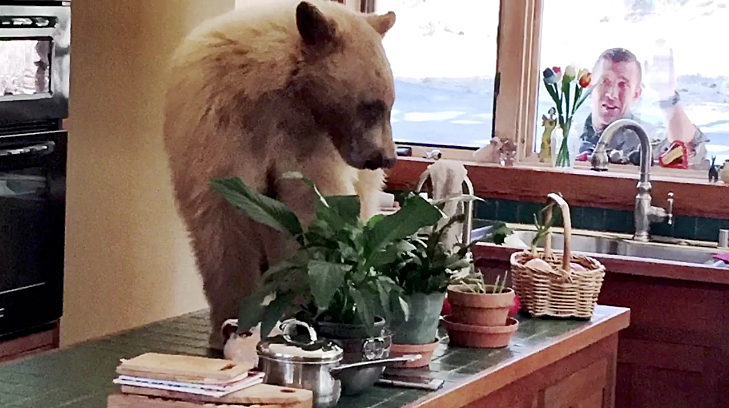 A bear is seen on the counter of a home in Lake Tahoe in a picture posted by the Placer County Sheriff's Office.