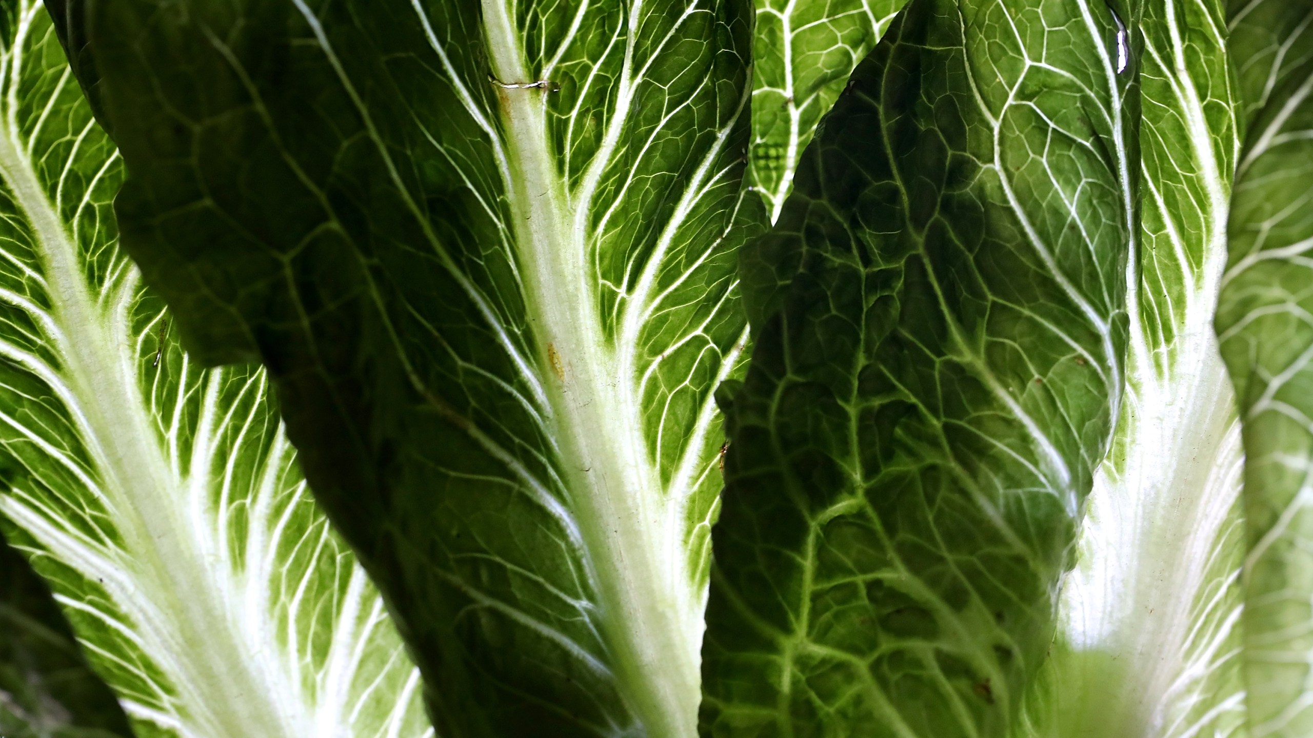 Romaine lettuce is displayed on May 2, 2018 in San Anselmo. (Credit: Sullivan/Getty Images)