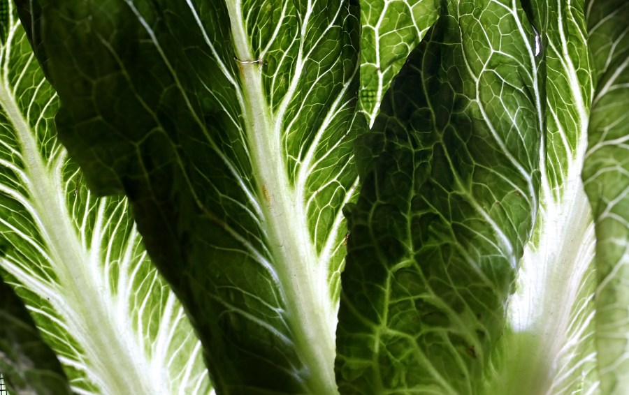 Romaine lettuce is displayed on May 2, 2018 in San Anselmo. (Credit: Sullivan/Getty Images)