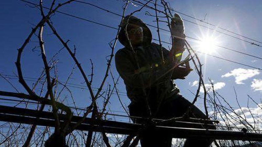 A worker tends a vineyard in Napa County in this undated photo. (Credit: Gary Coronado / Los Angeles Times)