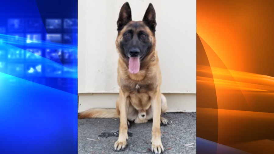 The El Segundo Police Department released this photo of K-9 Leo on June 17, 2018.