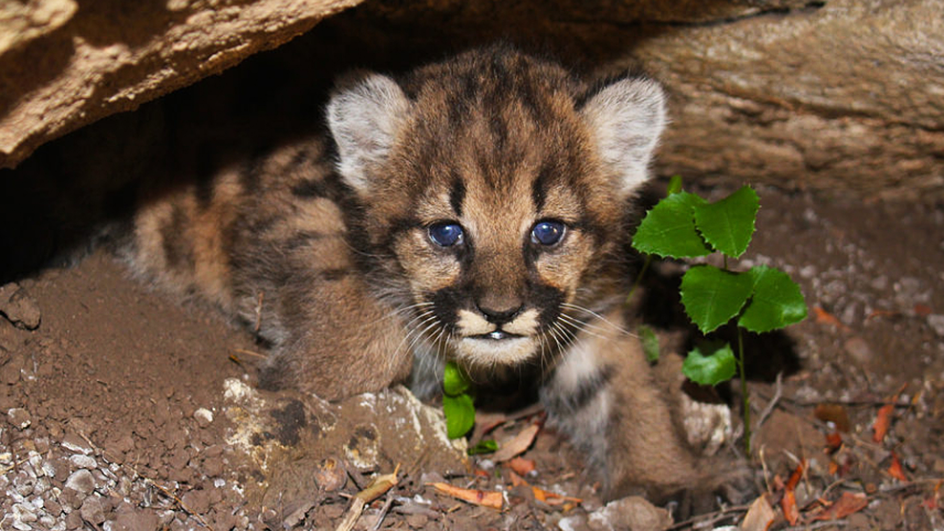 One of P-62's kittens is seen in an image provided by the National Park Service on June 19, 2018.