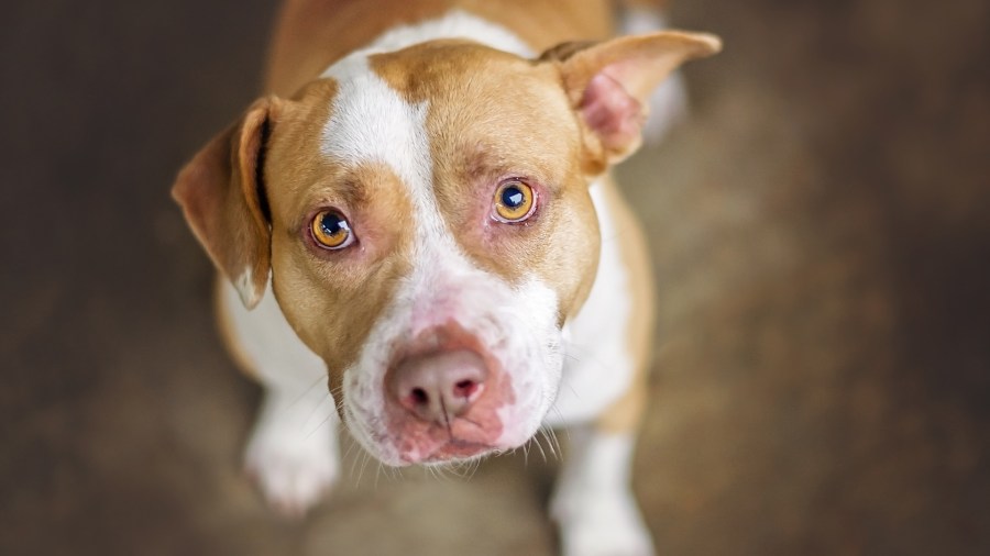 Delta said two employees were recently bitten by a pit bull traveling as a support animal. A tan and white pit bull dog -- unrelated to the incident -- is seen in an undated file photo. (Credit: iStock / Getty Images)