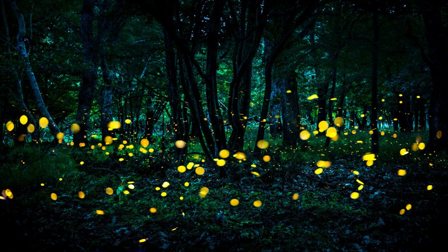 Fireflies flying in the forest at twilight. (Credit: iStock / Getty Images)