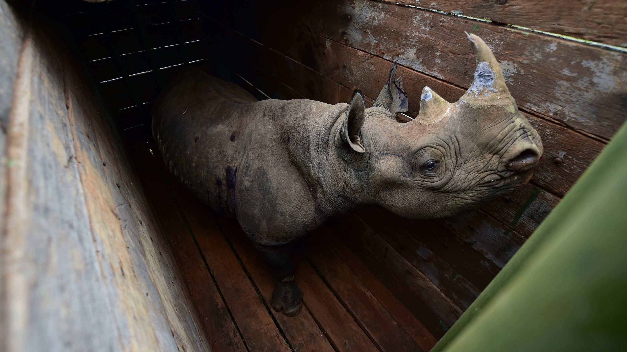 A female black rhinoceros about to the translocated, stands in a transport crate, in Nairobi National Park, on June 26, 2018. (Credit: TONY KARUMBA/AFP/Getty Images)