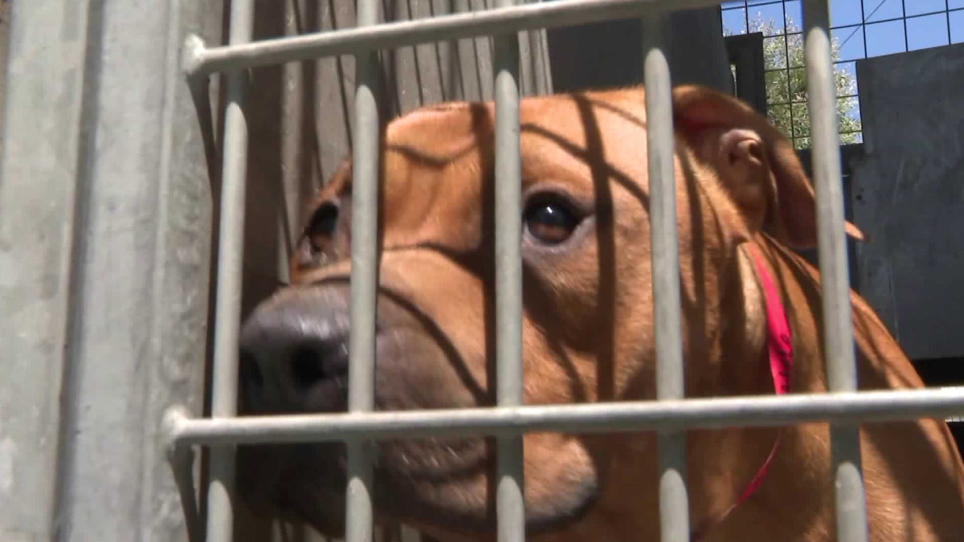 A dog is seen at an animal shelter in Los Angeles on Aug. 3, 2018. (Credit: KTLA)