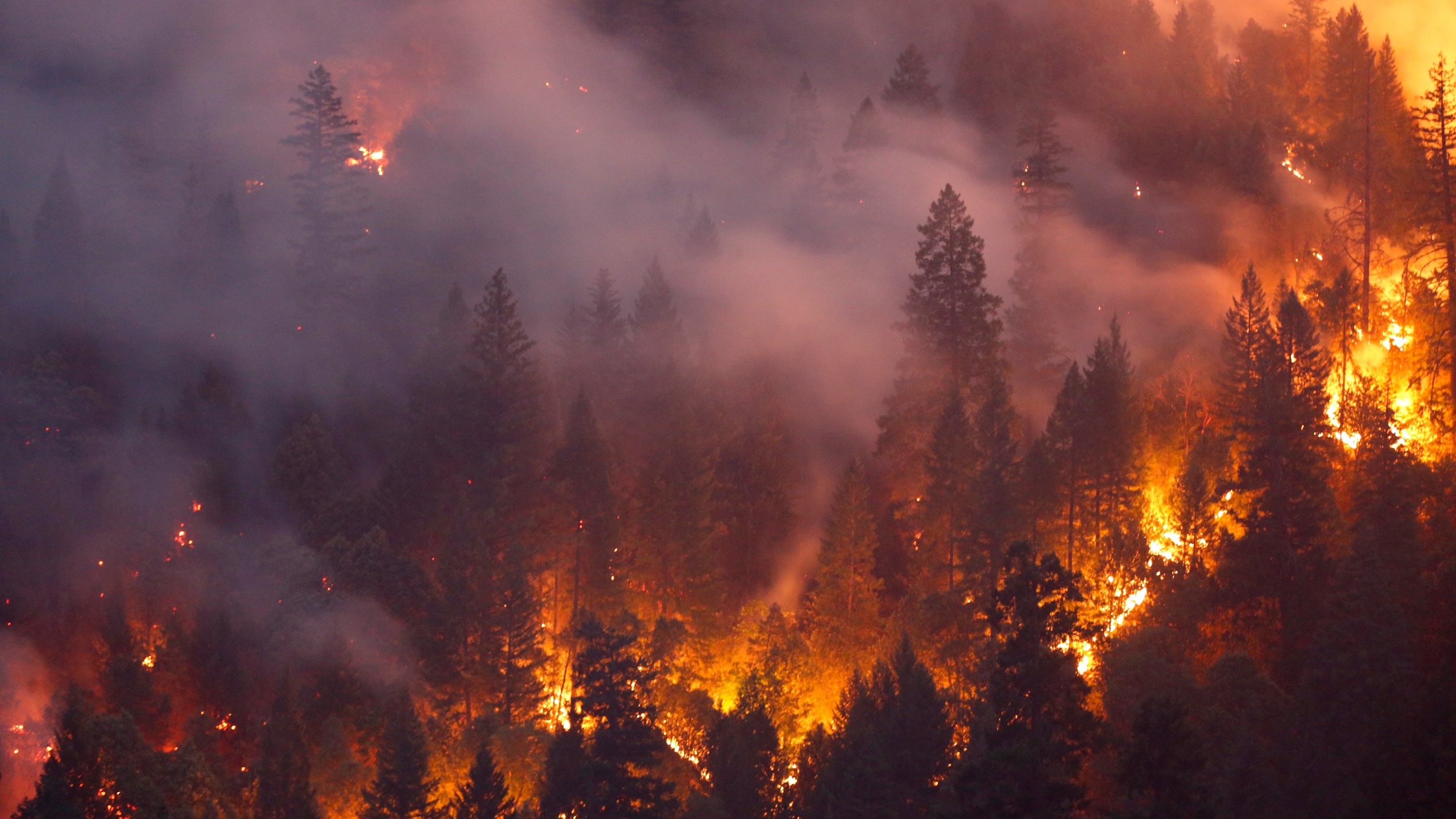 Forest burns in the Carr Fire on July 30, 2018 west of Redding. (Terray Sylvester/Getty Images)