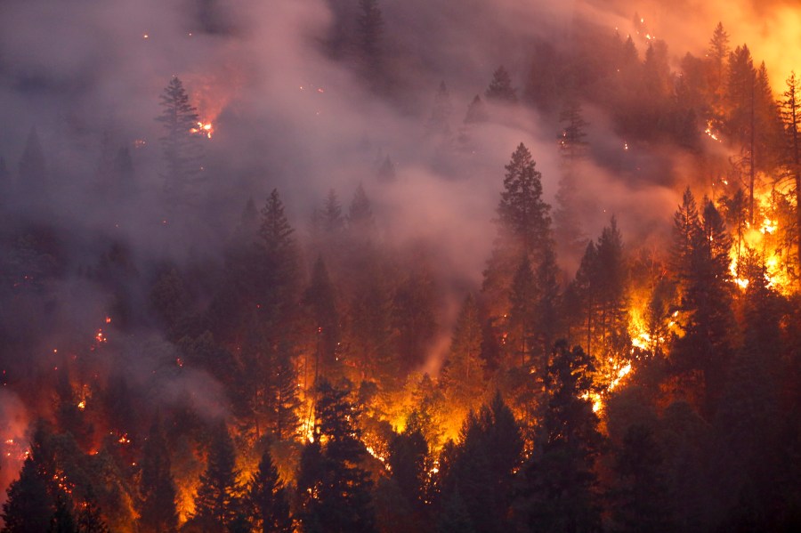 Forest burns in the Carr Fire on July 30, 2018 west of Redding. (Terray Sylvester/Getty Images)