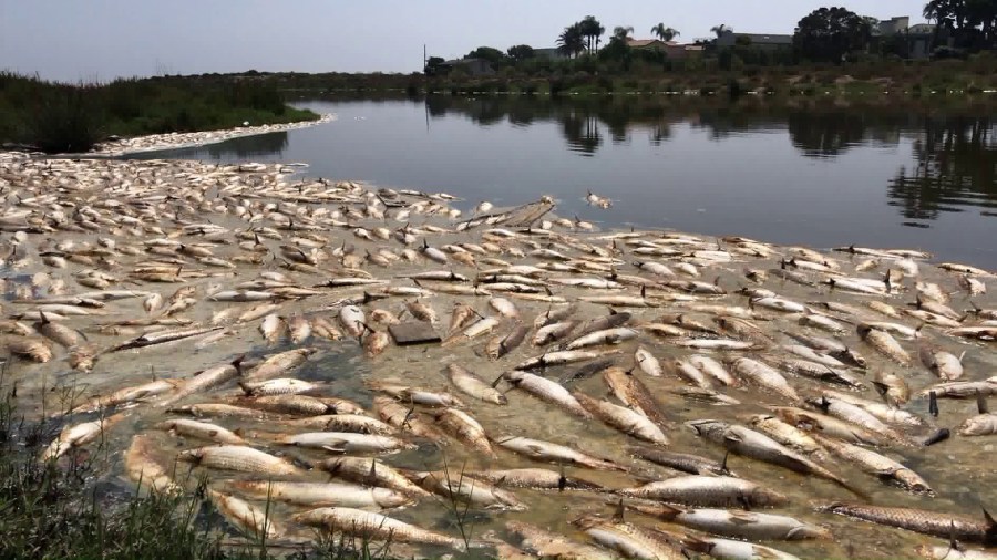 Hundreds of dead fish are seen in the Malibu Lagoon on Aug. 26, 2018. (Credit: Frank Nielson)