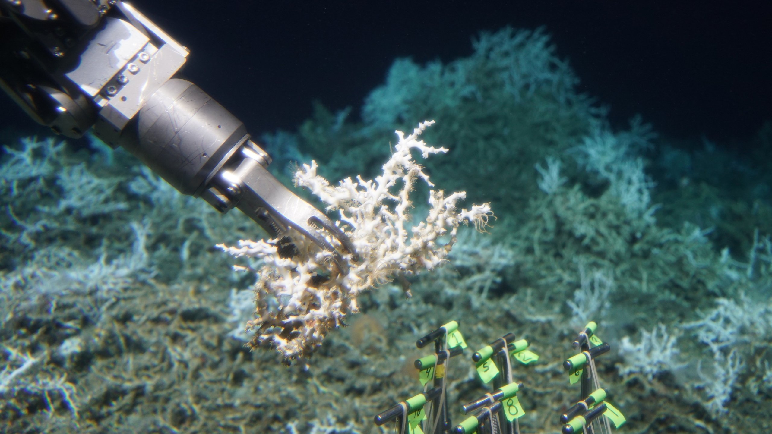 The submsersible Alvin collects a sample of Lophelia pertusa from an extensive mound of both dead and live coral in South Carolina. (Credit: Woods Hole Oceanographic Institute)