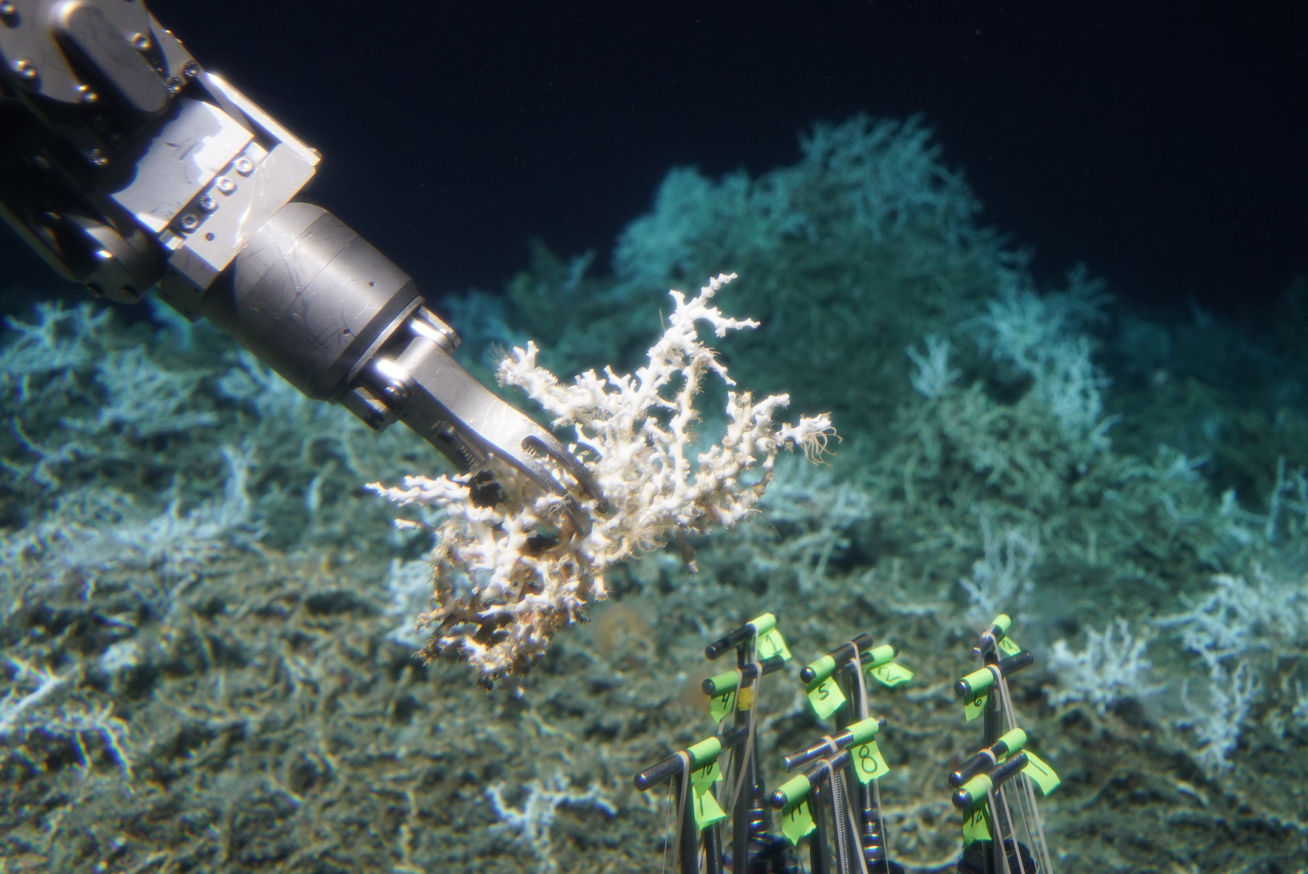 The submsersible Alvin collects a sample of Lophelia pertusa from an extensive mound of both dead and live coral in South Carolina. (Credit: Woods Hole Oceanographic Institute)