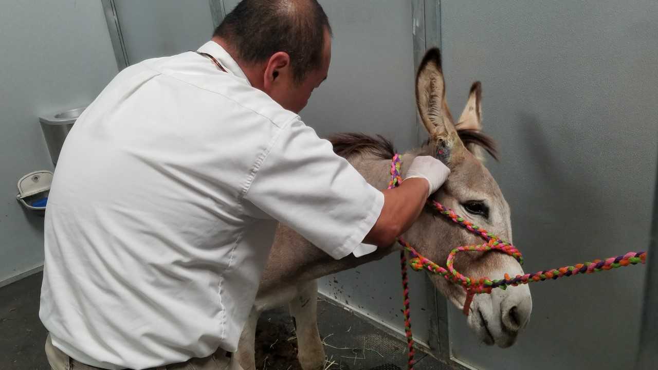 Spirit Bob Barker receives treatment in an image provided by DonkeyLand via The Riverside County Animal Services on Aug. 1, 2018.