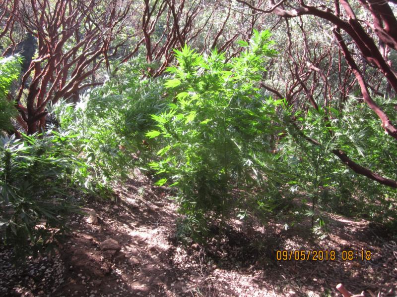 The National Park Service released this image on Sept. 7, 2018 of marijuana plants found at the Sequoia National Park.