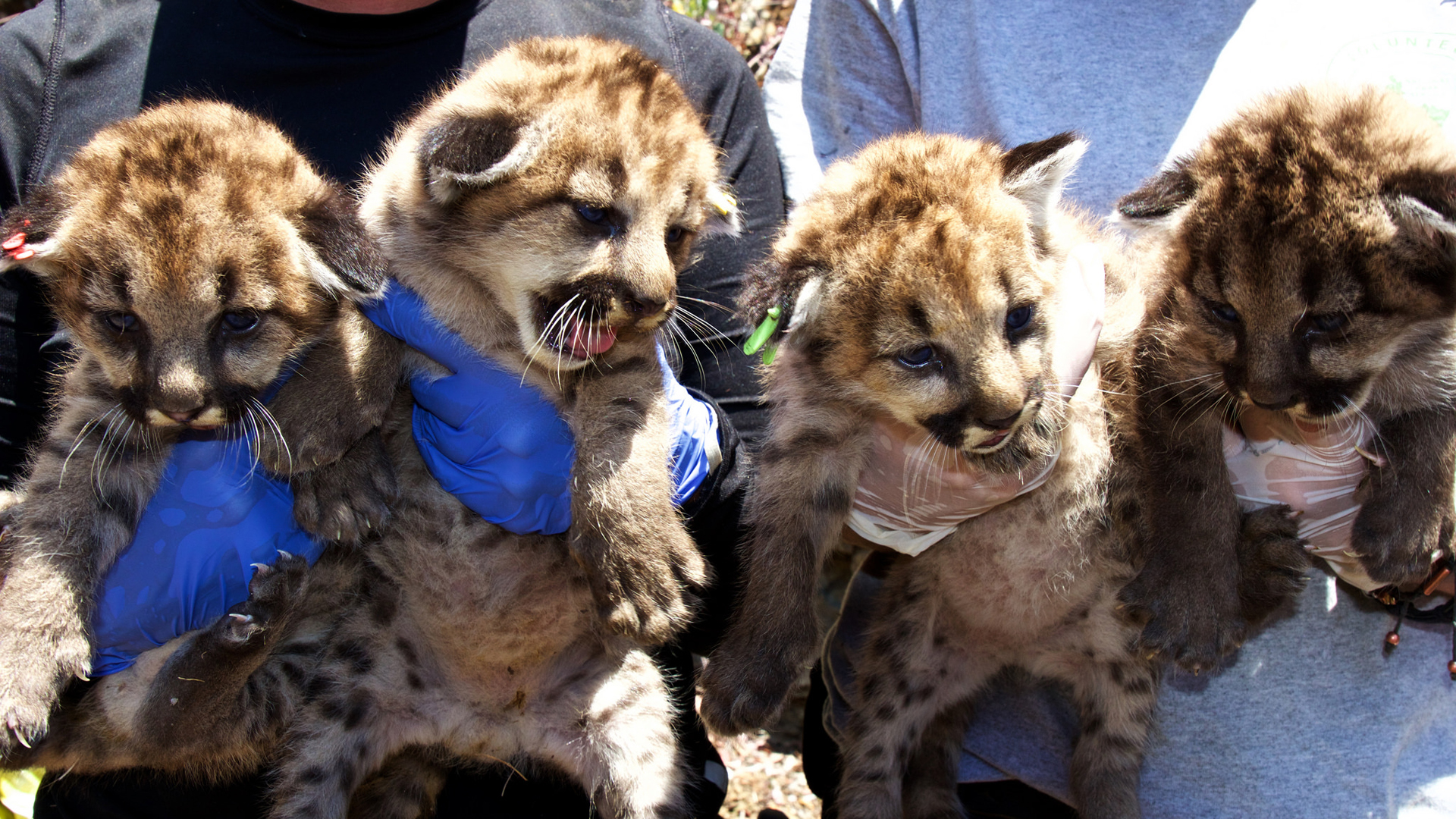 Researchers hold a litter of four mountain lion kittens discovered in the Santa Monica Mountains on Aug. 1, 2018. (Credit: National Parks Service)