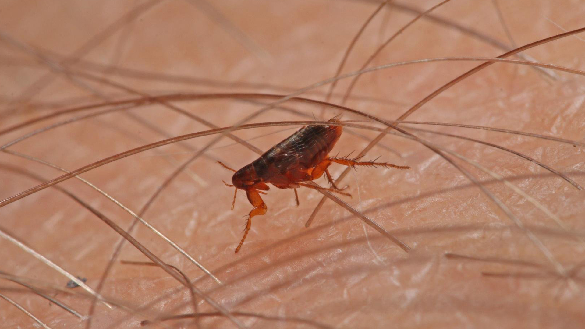 A flea is seen in a file photo. (Credit: Shutterstock)