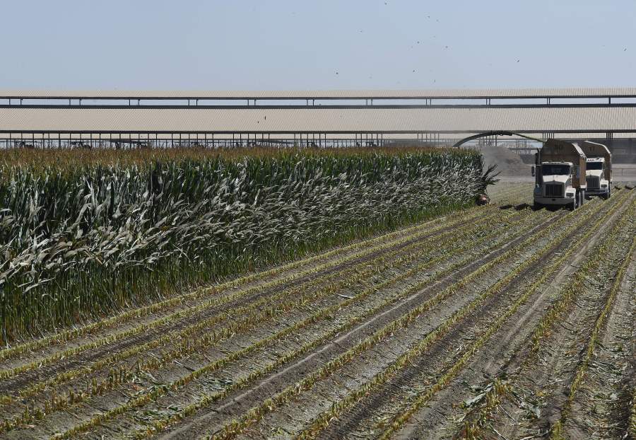 Farm workers harvest a corn crop in the central valley town of Tulare, California on September 8, 2018. (Credit: MARK RALSTON/AFP/Getty Images)