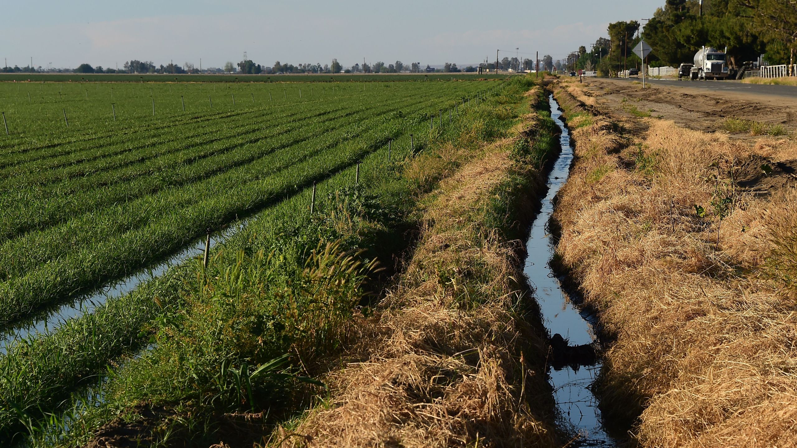 A crop of spring onions grow on March 29, 2015 in Kern County. (Credit: FREDERIC J. BROWN/AFP/Getty Images)